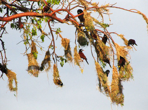 Tổ chim vàng anh Montezuma - trông như những chiếc túi trên cây